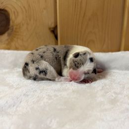 Izze - Blue merle female Border Collie puppy in Owenton, Kentucky from Three16 Ranch