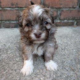 Seagull - Fawn sable female Havanese puppy in Ada, Michigan from ForestHillsHavanese