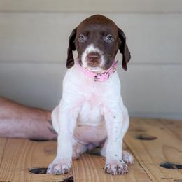 Pink - Female 3 - Liver and white female English Springer Spaniel puppy in Lake City, Fl, Florida from Spradley Springers & GSP's