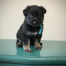 Aqua - Bi-color male German Shepherd puppy in Pendleton, South Carolina from DogSmith Purebreds