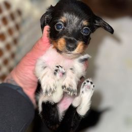 Sweet Pie AKC - Piebald female Dachshund puppy in Magnolia, Texas from J&R Macias Dachshunds