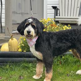 Bernedoodle, Poodle, and Sheepadoodle All Grown Up from TLC by the Lake Standard Poodle and Doodles