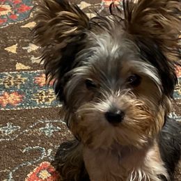 Leo - Yorkshire Terrier