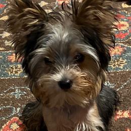 Leo - Yorkshire Terrier