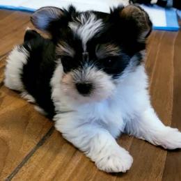 Maltese and Morkie Puppies from K and E Small Breed Puppies