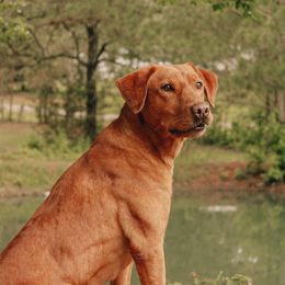 Caiman - Labrador Retriever