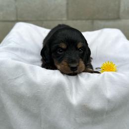 Murphy - Black and tan male Dachshund puppy in Stilwell, Oklahoma from Mountain Top Dachshunds