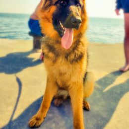 German Shepherd Puppies from Schusterheim Shepherds