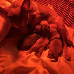 Chihuahua Puppies from CMW Interstellar Kennel