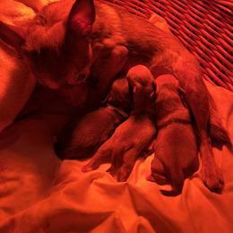 Chihuahua Puppies from CMW Interstellar Kennel