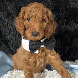 Blue boy - Red  male Poodle puppy in Bowling Green, Kentucky from Ritzy Red Poodles