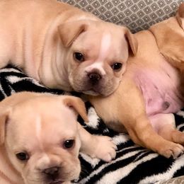 French Bulldogs from One More Frenchie