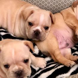 French Bulldogs from One More Frenchie