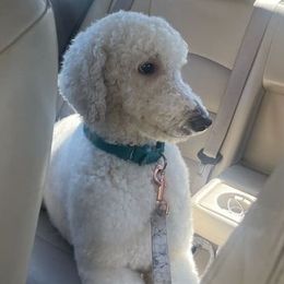 Goldendoodles from K_J Doodles & Poodles