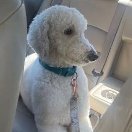 Goldendoodles from K_J Doodles & Poodles