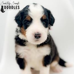 ADDIE - Tri-color female Bernedoodle puppy in Tipton, Indiana from Country Creek Doodles