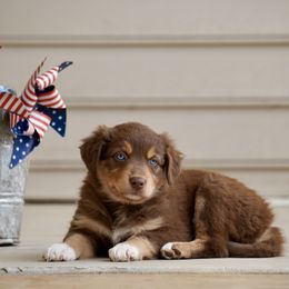 Brie - Red tri-color female Australian Shepherd puppy in Glenville, Pennsylvania from Rolling Hills Australian Shepherds