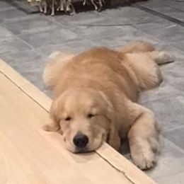 Pono - Golden Retriever