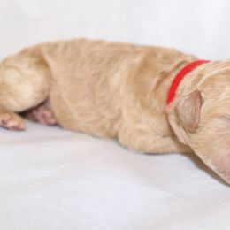 Goldendoodle Puppies from Davis Doodles