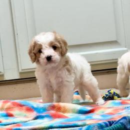 Video Trolli - Blenheim female Cavapoo puppy in Eatonton, Georgia from TNT Puppies