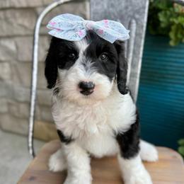 Boot Scootin' - Black and white female Sheepadoodle puppy in Adams, Nebraska from Boxcar Doodles and Poodles
