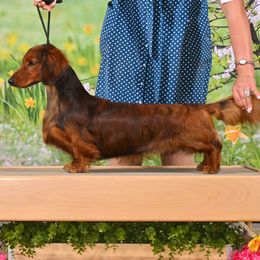 Dachshund All Grown Up from Hatadox