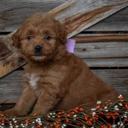 Female 1 of 2 - Apricot female Goldendoodle puppy in Macedon, New York from Toodles Goldendoodles