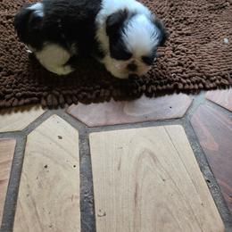 Boy 1 - Black and white male Shih Tzu puppy in Hampstead, Maryland from Shawny's Shih Tzus