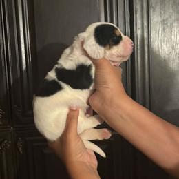 Cash - Black white and brown male Basset Hound puppy in Denison, Texas from Emma Lou's Baby Bassets