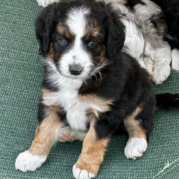 Black tri - Black tri-color male Aussiedoodle puppy in Parma, Idaho from Arena Valley Acres