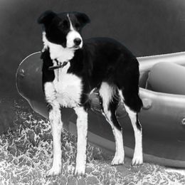 Honee - Border Collie