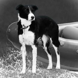 Honee - Border Collie