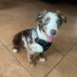 Mile - Red merle male Miniature Australian Shepherd puppy in Alabama from SBA Aussies