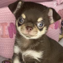 Chihuahuas from Jacari dines