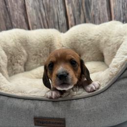 Boy 1 - Piebald male Dachshund puppy in Waynesville, North Carolina from Blue Ridge Doxies