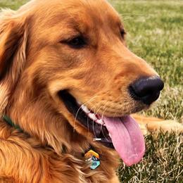 Golden Retriever puppies from PDA Goldens