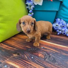 Petey - Red male Dachshund puppy in Florence, Arizona from Doxie Town Az