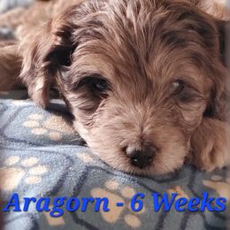 Aussiedoodle and Bernedoodle Puppies from Color Country Doodles