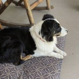 Jane - Australian Shepherd