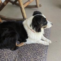 Jane - Australian Shepherd