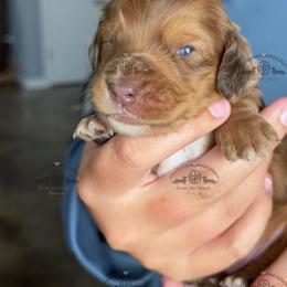 Mr. Green-4400 - Dapple male Dachshund puppy in Ocala/Gainesville, Florida from From the Heart Doxies