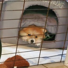 "Marlo" Pomeranian Puppies from Pomeranians Palace
