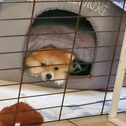 "Marlo" Pomeranian Puppies from Pomeranians Palace