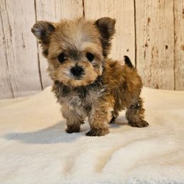 Bohdi TEACUP (319)48O-6152 - Gold male Morkie puppy in Monticello, Iowa from Ashley’s Puppies