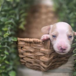Maple - Piebald female Dachshund puppy in Grant, Michigan from Low Down Dashchuand