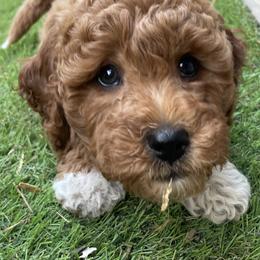 Goldendoodle Puppies from Texas Shine Doodles