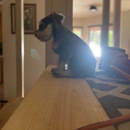 Miniature Schnauzer Puppies from Bear + Bean Schnauzer Farm