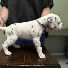 Dalmatian Puppies from ArmySoldier Dalmatians