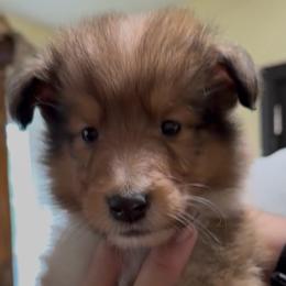 Purple collar male - Sable and white male Collie puppy in Lonoke, Arkansas from Colley Collies