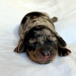 Girl 1 - Dapple female Dachshund puppy in Hollidaysburg, Pennsylvania from Weenie Bros